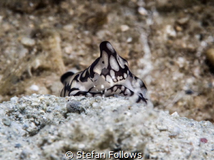 Inertia Creeps. Head Shield Slug - Philinopsis pilsbry. M... by Stefan Follows 